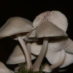 k-Mycena galericulata