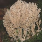 k-Ramaria fennica var. fumigata