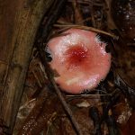 k-Russula luteotacta cf